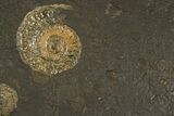 Fossil Ammonite Cluster - Posidonia Shale, Germany #337955-1